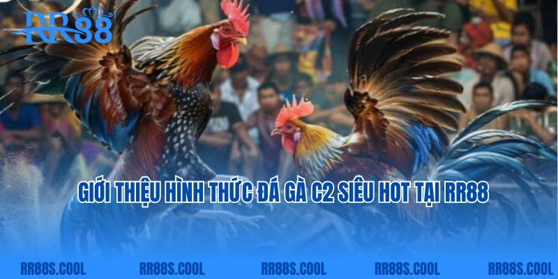 Giới thiệu hình thức đá gà C2 siêu hot tại RR88