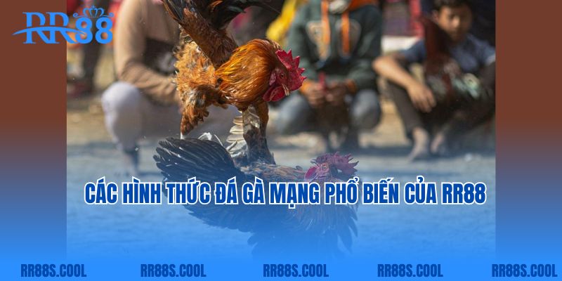 Các hình thức đá gà mạng phổ biến của RR88