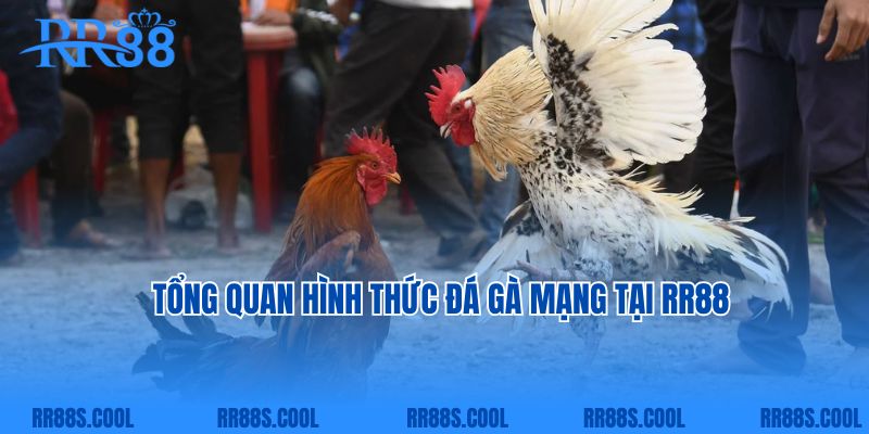 Tổng quan hình thức đá gà mạng tại RR88