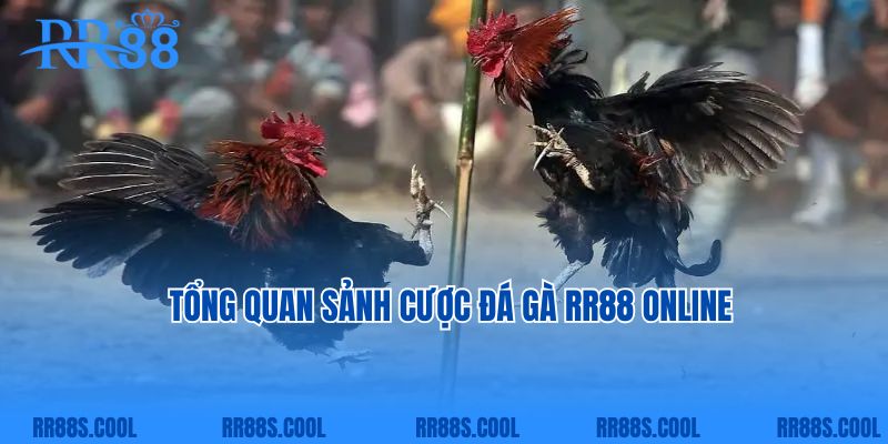 Tổng quan sảnh cược đá gà RR88 online