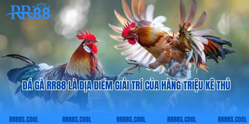 Đá gà RR88 là địa điểm giải trí của hàng triệu kê thủ