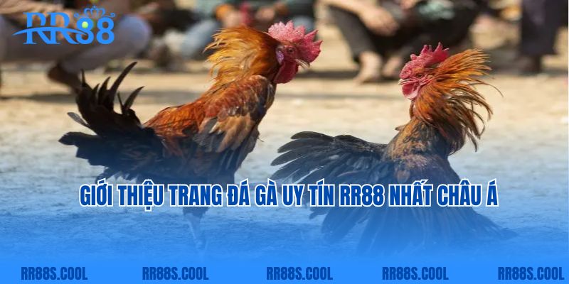 Giới thiệu trang đá gà uy tín RR88 nhất châu Á