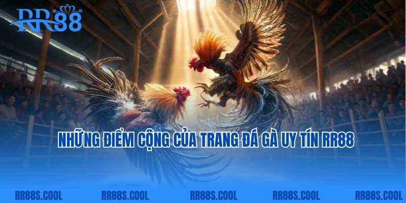 Những điểm cộng của trang đá gà uy tín RR88