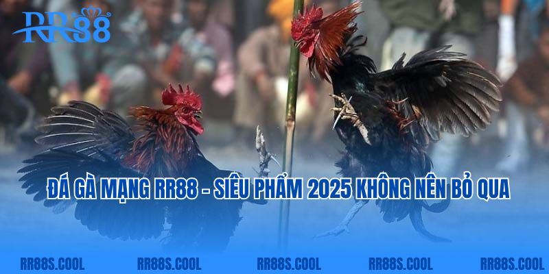 Đá Gà Mạng RR88 - Siêu Phẩm 2025 Không Nên Bỏ Qua